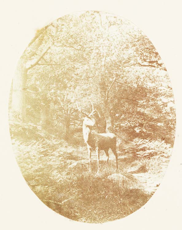 Daguerrotipo de ciervo disecado en el bosque. 