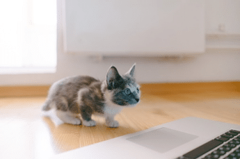 calico kitten standing in front of MacBook Pro
